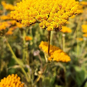 Achillea filipendulina 'Coronation Gold'_2025__K12_16.červenec