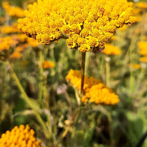 Achillea filipendulina 'Coronation Gold'_2025__K12_16.červenec