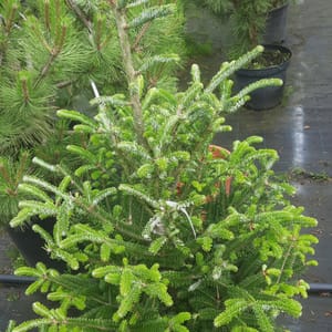 abies-00007099-červen