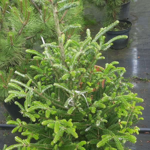 abies-00007099-červen