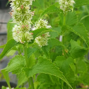 Agastache rugosa 'Alabaster'_2025__K9_10.červenec