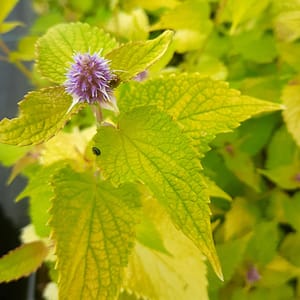 Agastache rugosa  'Golden Jubilee'_2025__K9_10.červenec