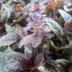 Ajuga reptans 'Braunherz'_2025__K9_10.červenec