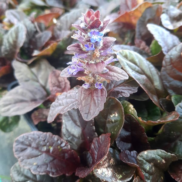 Ajuga reptans 'Braunherz'_2025__K9_10.červenec