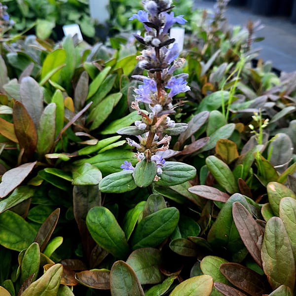 Ajuga reptans 'Mini Mahagony'_2025__K9_10.červenec