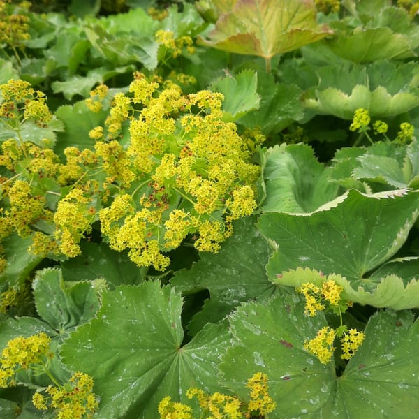 Alchemilla mollis 'Auslese'_2025__K9_10.červenec