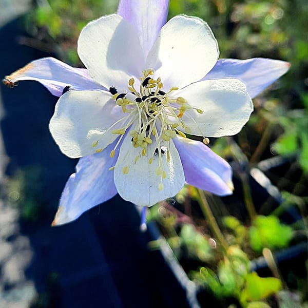 Aquilegia caerulea 'Blue Star'_2025__K9_14.červenec