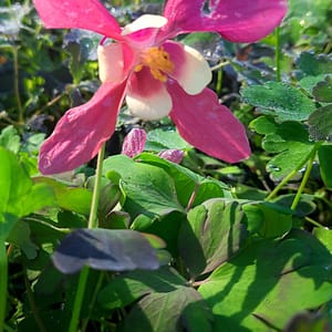 Aquilegia caerulea SPRING MAGIC® 'Rose and Ivory'_2025__K9_14.červenec
