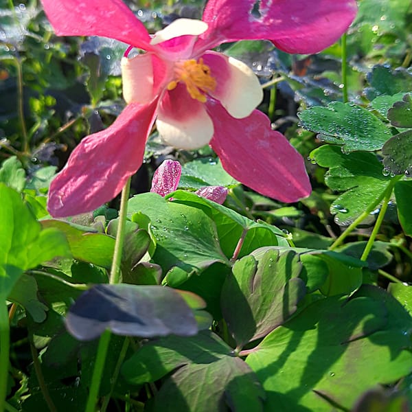 Aquilegia caerulea SPRING MAGIC® 'Rose and Ivory'_2025__K9_14.červenec
