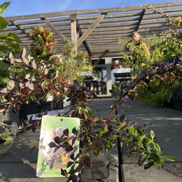 Berberis candidula 'Purpurea'_2024_Keř_20/40_6.září