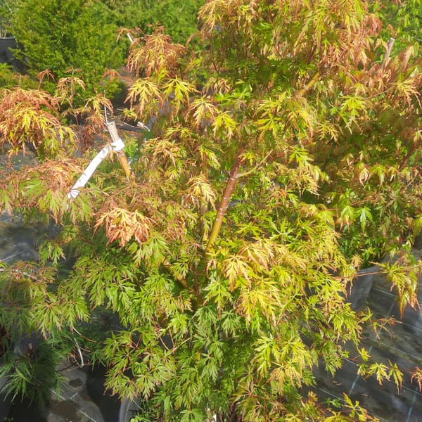 acer-00003498-červen