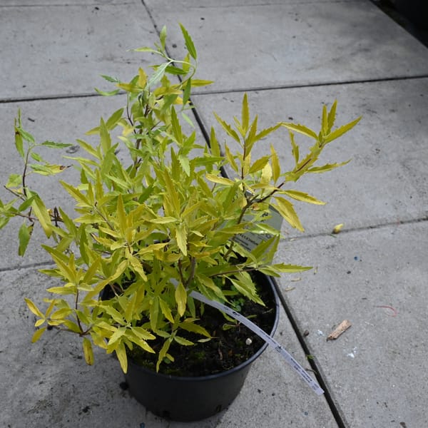 Caryopteris clandonensis 'Grand Blue'_2023_Keř_20/40_15.červen