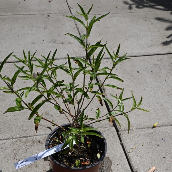 Caryopteris clandonensis 'Kew Blue'_2023_Keř_20/40_15.červen