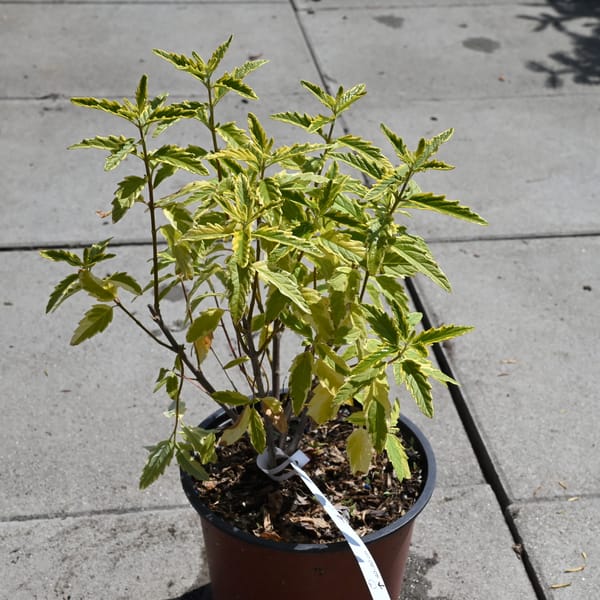 Caryopteris clandonensis 'Summer Sorbet'_2023_Keř_20/40_15.červen