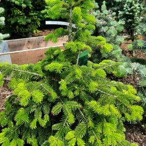 abies-00005658-červen