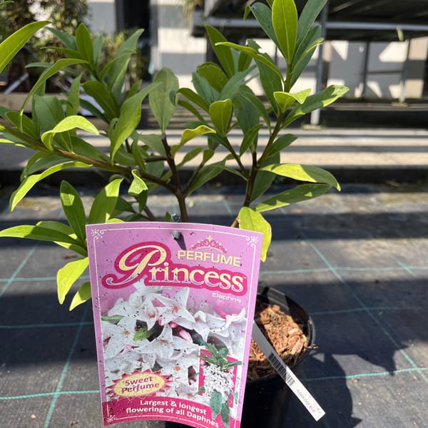 Daphne odora 'Perfume Princess'_2024_Keř_20/40_20.srpen