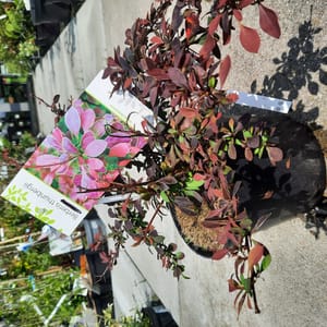 berberis-00007417-červen