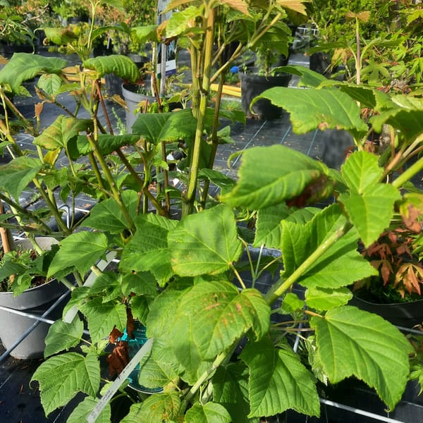 acer-00003178-červen