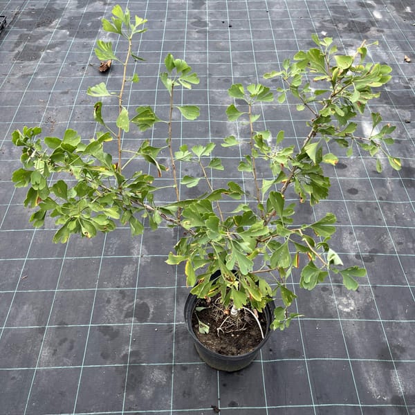 Ginkgo biloba 'Blagon'_2023_Strom_60/80_10.září