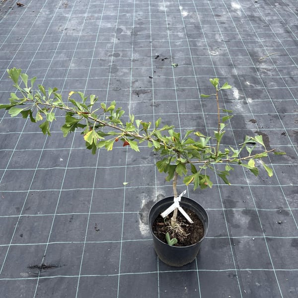 Ginkgo biloba 'Green Pagoda'_2023_Strom_20/40_10.září