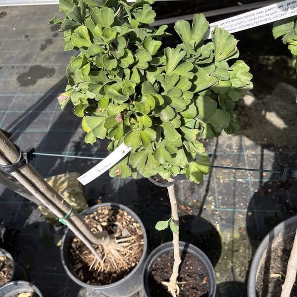 Ginkgo biloba 'Mariken'_2024_Na kmínku_60/80_10.září