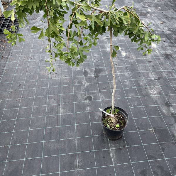 Ginkgo biloba 'Pendula China'_2023_Strom_60/80_10.září