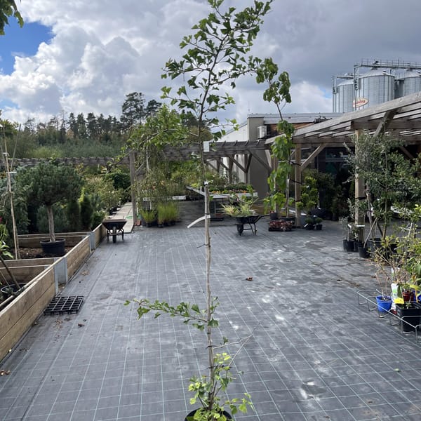 Ginkgo biloba 'Peve Lobo'_2023_Strom_200/250_10.září