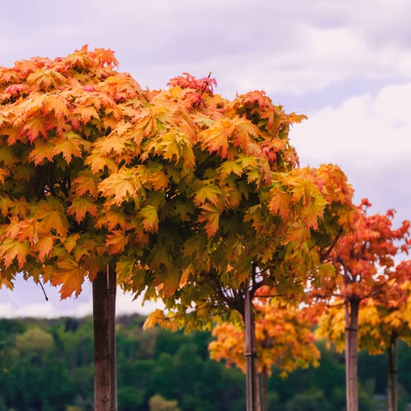 Parkové / Soliterní