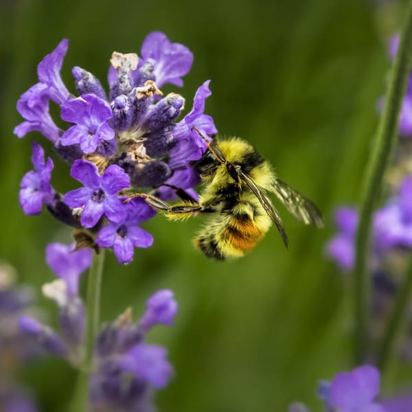 Pro včely a motýly