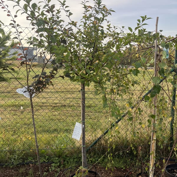 Prunus triloba_2023_Na kmínku_100/125_6.září