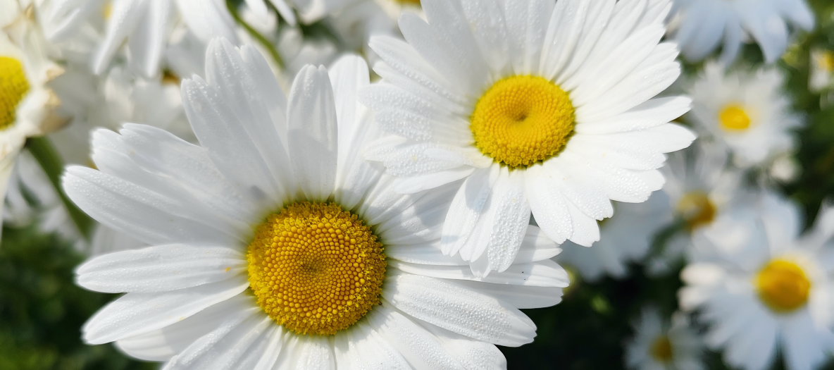 ZAHRADNICTVÃ STUDENEC_06_FOTO VÃÅEZ